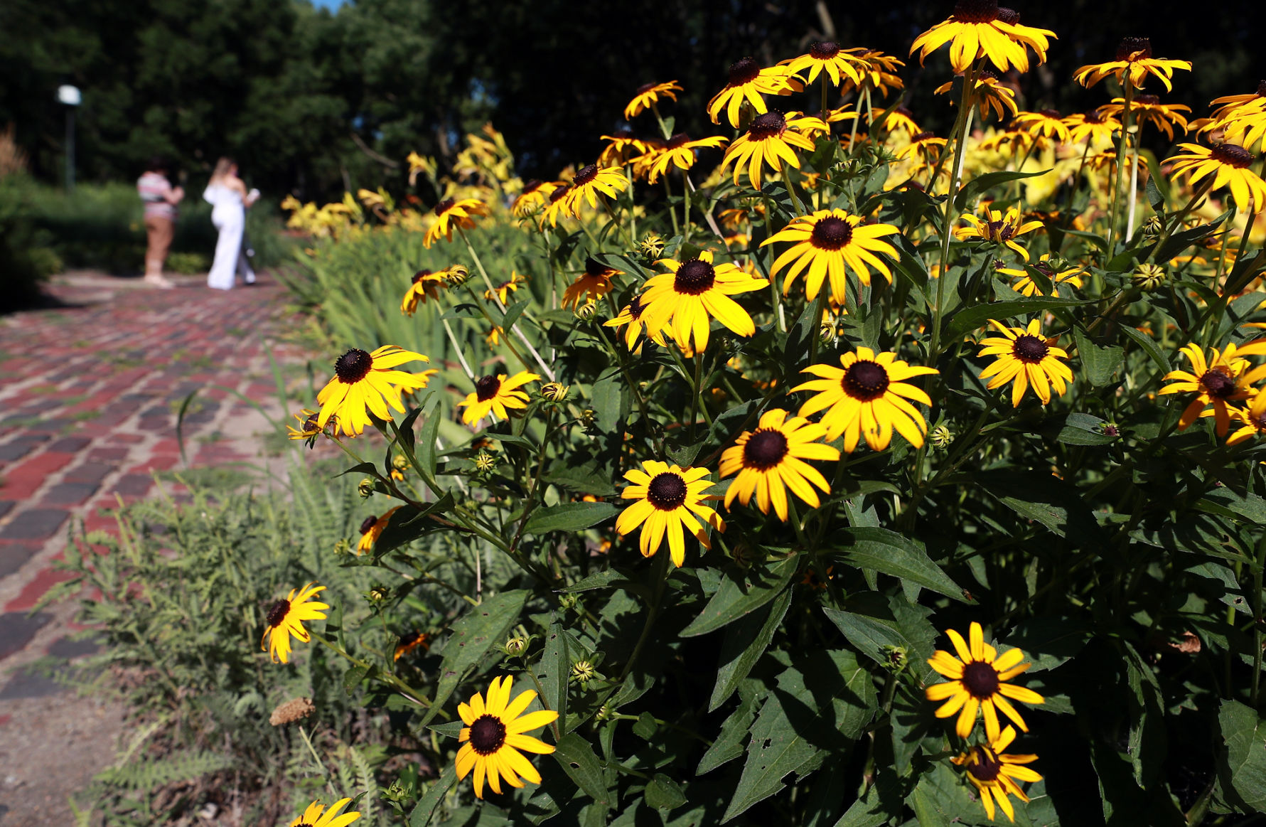 072719_StolleyGarden009_bjs.JPG